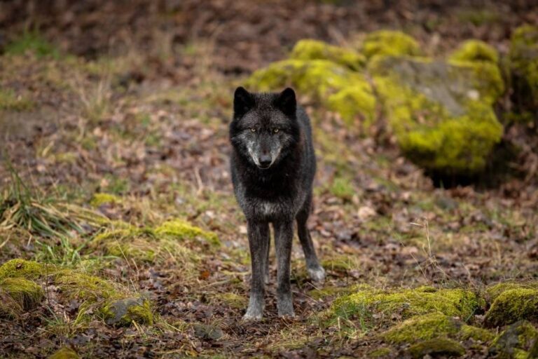 Music Stars Making a Social Impact: Why & How Beware Wolves Is Helping To Change Our World